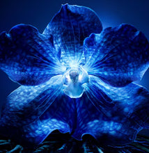 Încarcă imaginea în Galerie, Guerlain Orchidee Imperiale The Longevity Cream Refill 50ml - Crema Anti-Aging